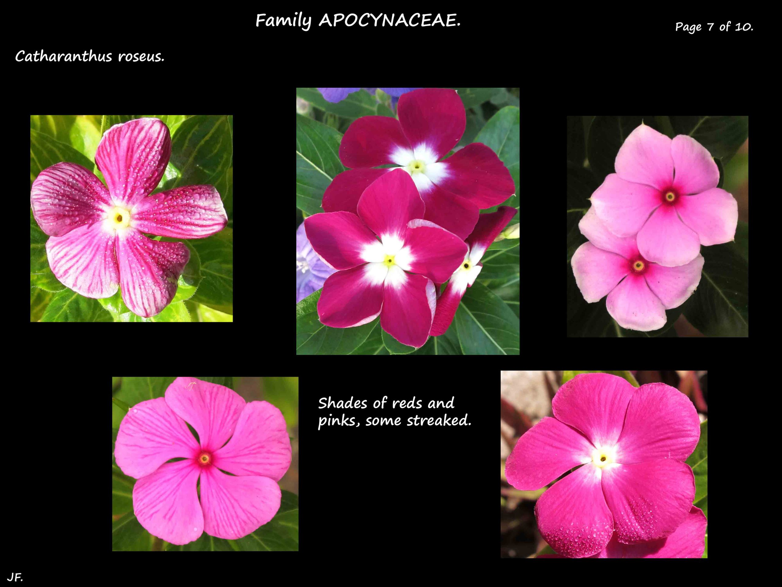 7 Bicolour Catharanthus